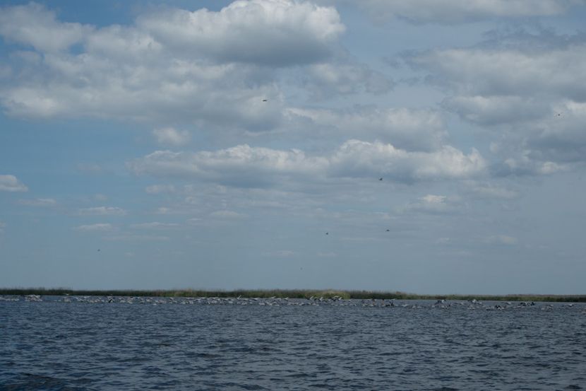 P5120667 - VIVATRONIK 2