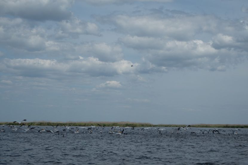 P5120668 - VIVATRONIK 2