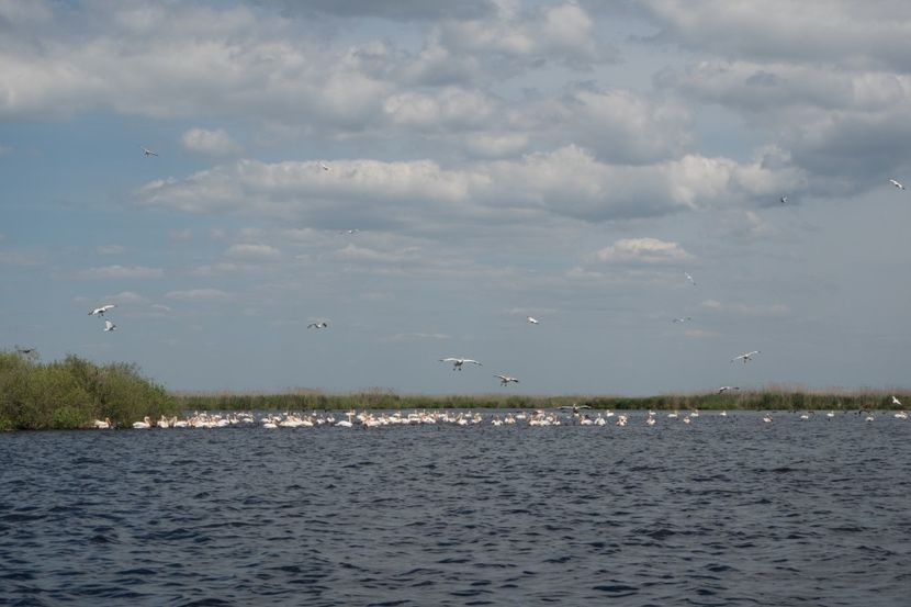 P5120669 - VIVATRONIK 2