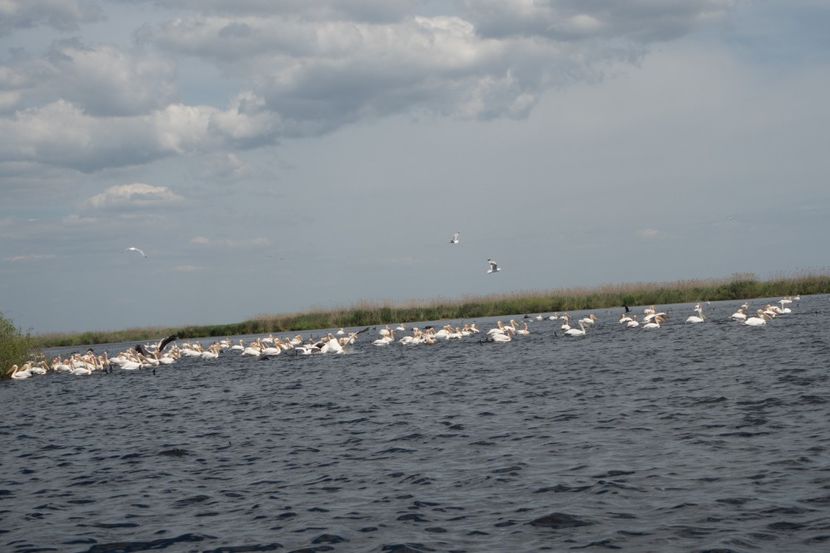 P5120671 - VIVATRONIK 2