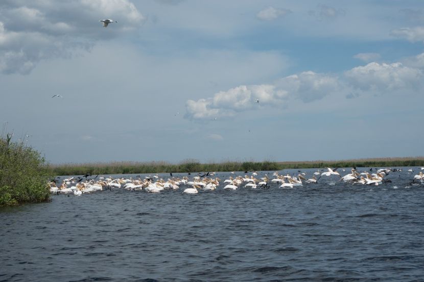 P5120673 - VIVATRONIK 2