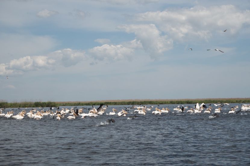 P5120674 - VIVATRONIK 2