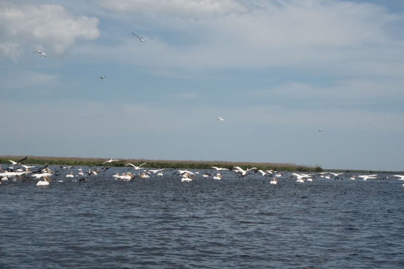 P5120675 - VIVATRONIK 2