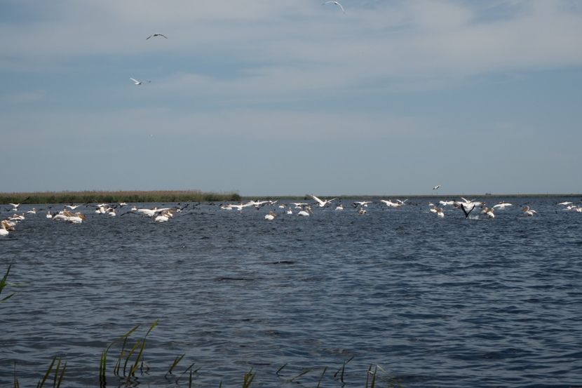 P5120676 - VIVATRONIK 2