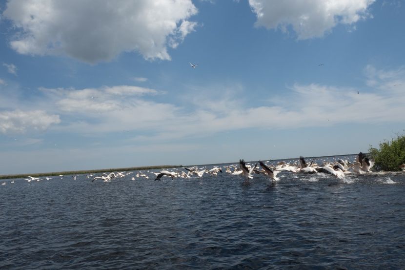 P5120681 - VIVATRONIK 2