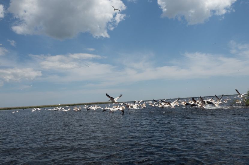 P5120682 - VIVATRONIK 2