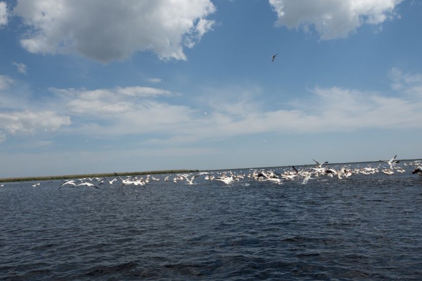 P5120683 - VIVATRONIK 2