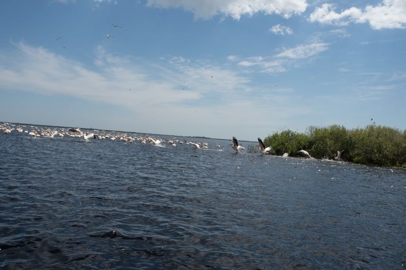 P5120686 - VIVATRONIK 2