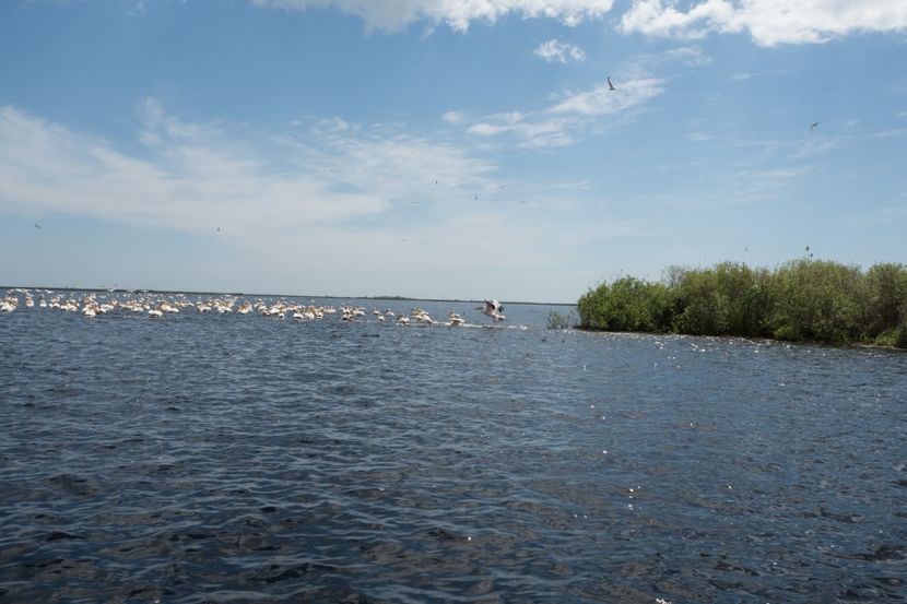 P5120687 - VIVATRONIK 2