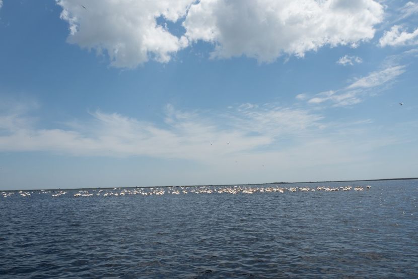 P5120688 - VIVATRONIK 2