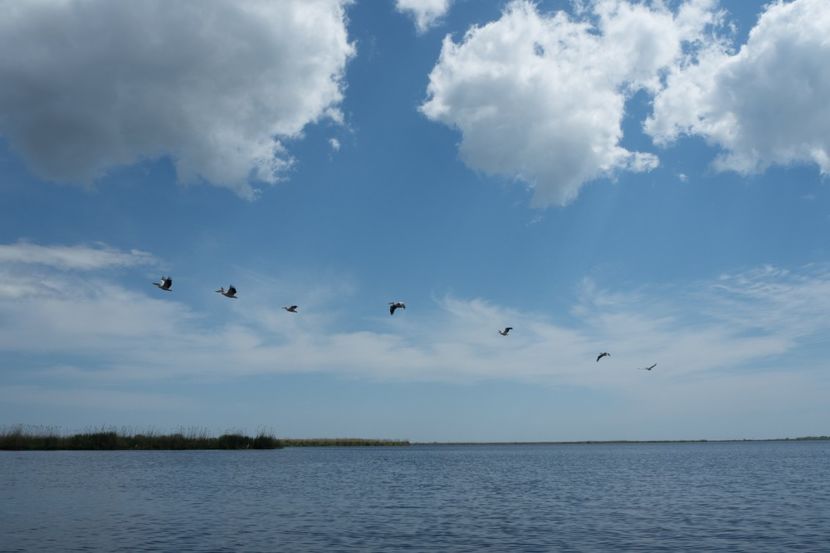 P5120702 - VIVATRONIK 2