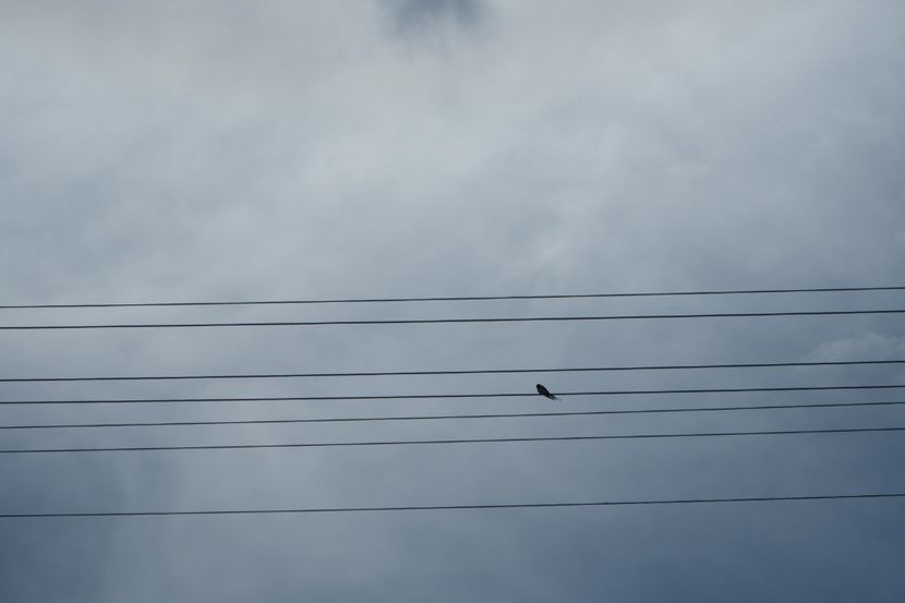 P5120735 - VIVATRONIK 2