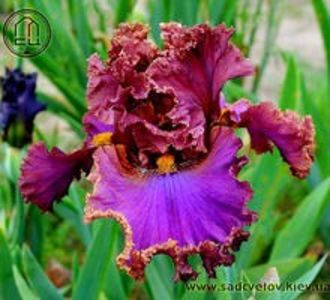 Granatovaia_Druza_1.9f96787a4e8cf0f3d0e15de8cd753d7e[1] - IRISI-dorinte-2020