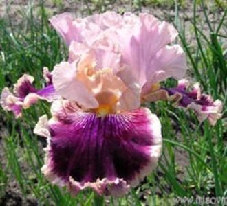 Kniazhna_10.19d7ab48366bae9a0de520d70599cea0[1] - IRISI-dorinte-2020