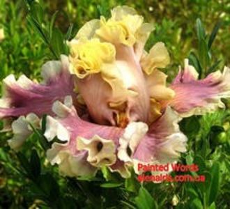 achz.-Painted_Words_1.d97cbe51abb80f6b1ff22f3db26e568a[1] - IRISI-dorinte-2020