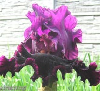 Ruby_Royal_5.8ee0a800aac884fa5f410806e64386c9[1] - IRISI-dorinte-2020