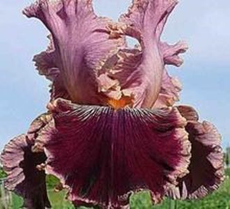 Vyshnevyi%20Dessert_1.705df65a5576b02c0616c9eb127feb11[1] - IRISI-dorinte-2020