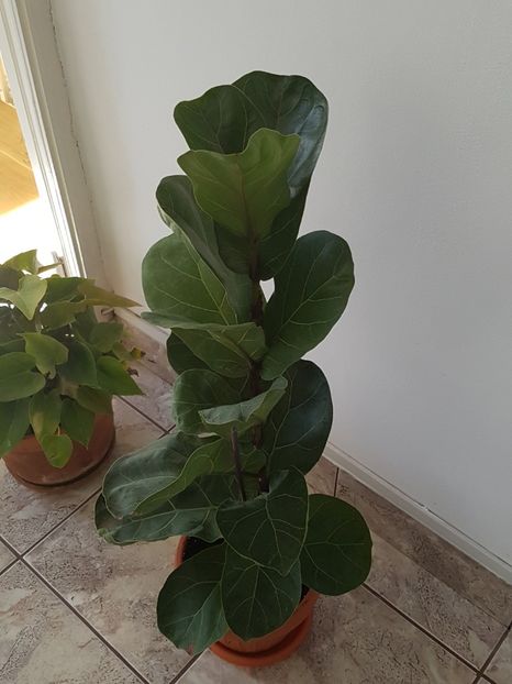  - Alte plante de interior