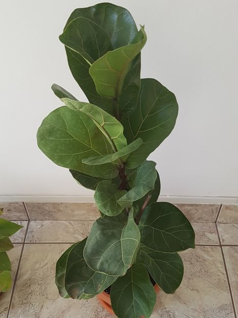  - Alte plante de interior