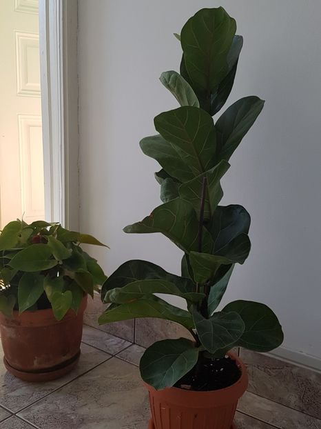  - Alte plante de interior