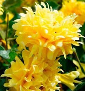 golden lady ruffle - sweetgarden