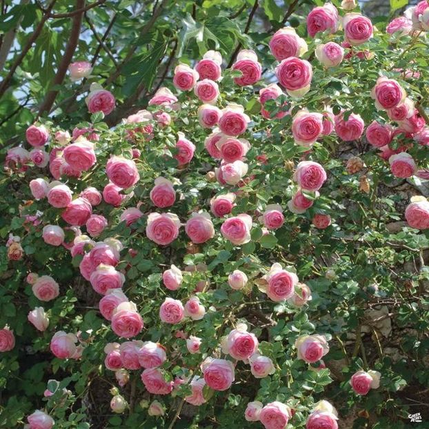 Rosa_Climbing_Eden_Bush_neparfumat_5m - sweetgarden