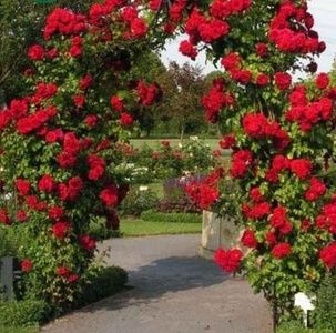 sympathie rose 400m, fragrant strong, 20petal, kordes - sweetgarden