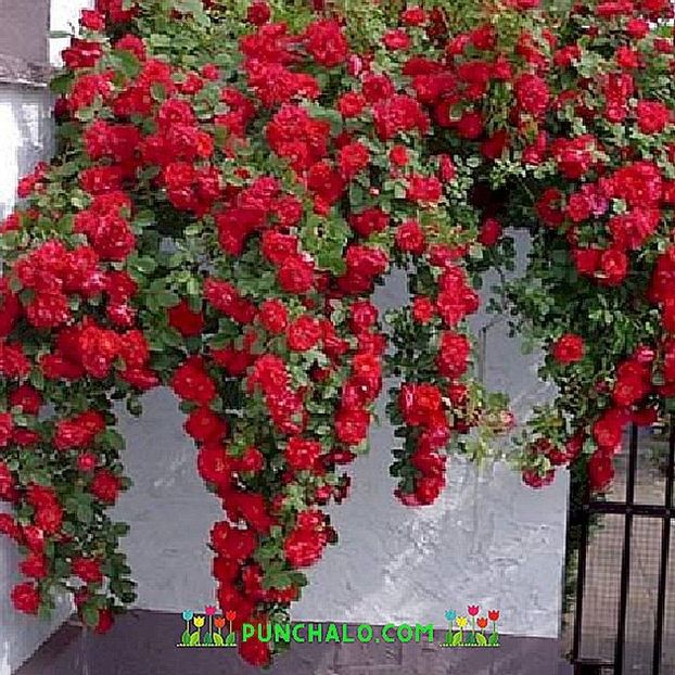 simpatiya-4m, infloreste de 2ori, nu prea rezistent fragrant - sweetgarden