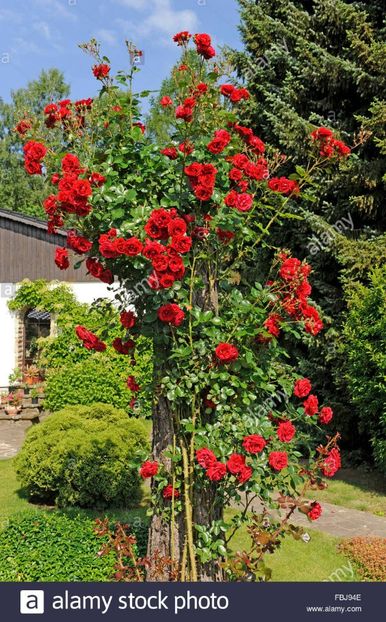 sympathie climbing rose, 10cm, 5m, fragrant - sweetgarden