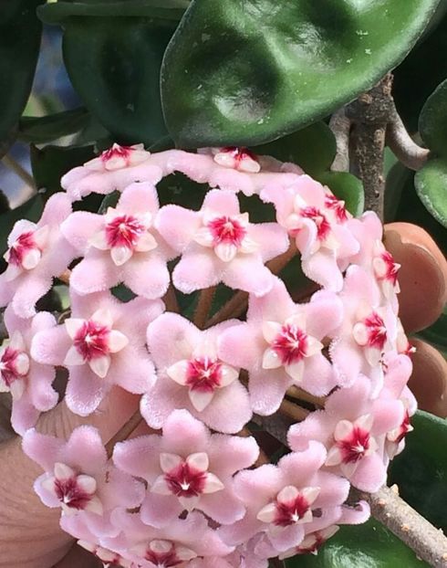 Hoya Krinkle 8 - Hoya Krinkle 8