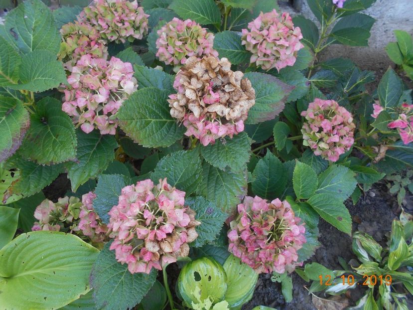 - 2Azalee-rhododendroni-hortensii-hoste 2019