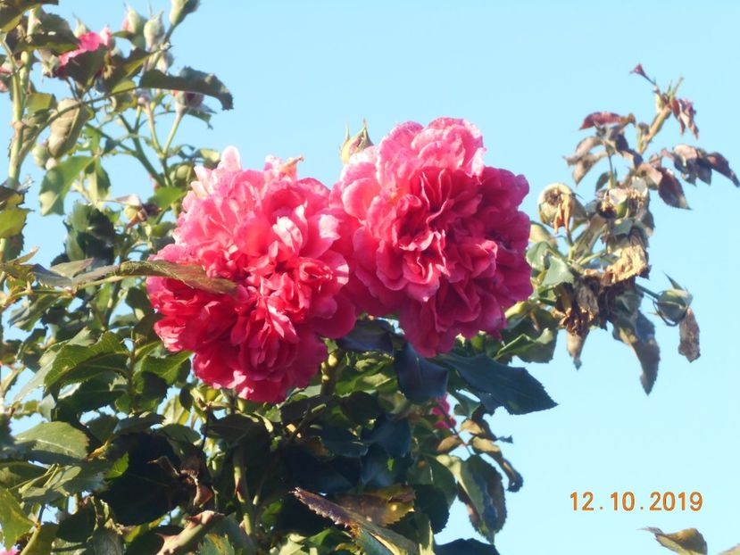  - Rosarium Uetersen