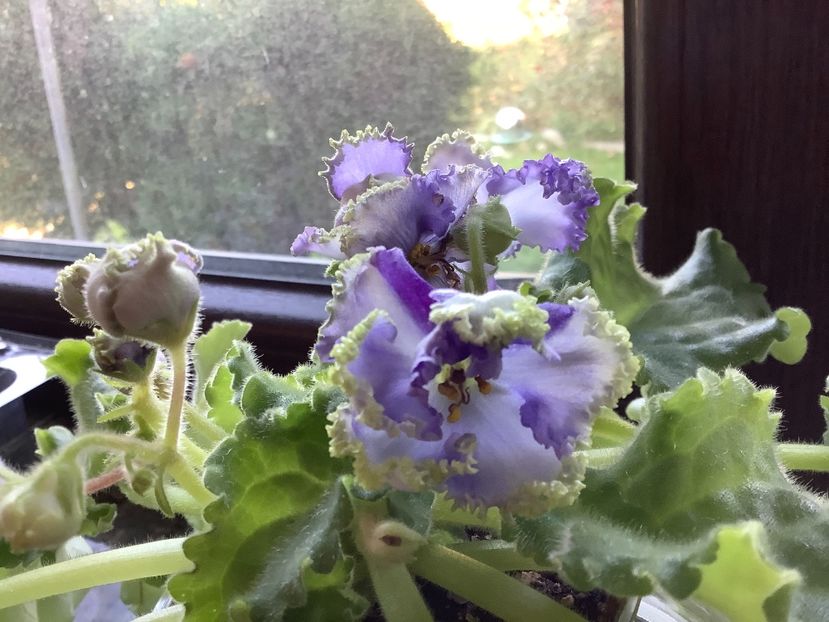  - Reigning Beauty sport