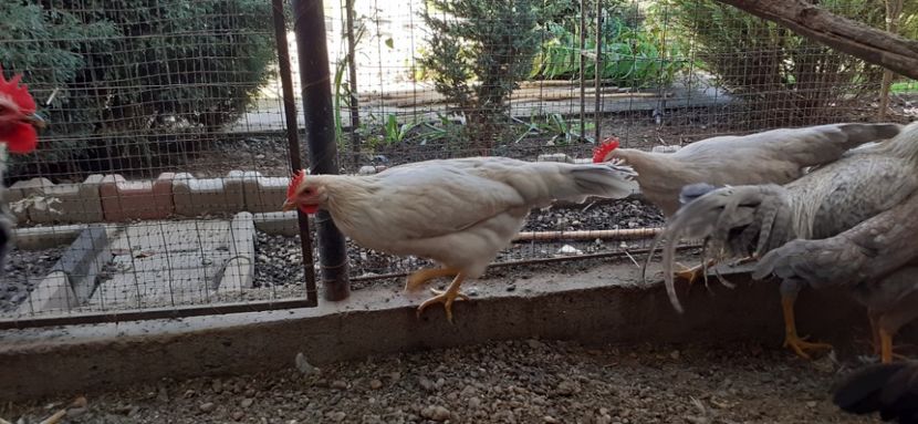  - Găini italiene de vanzare 2019 II
