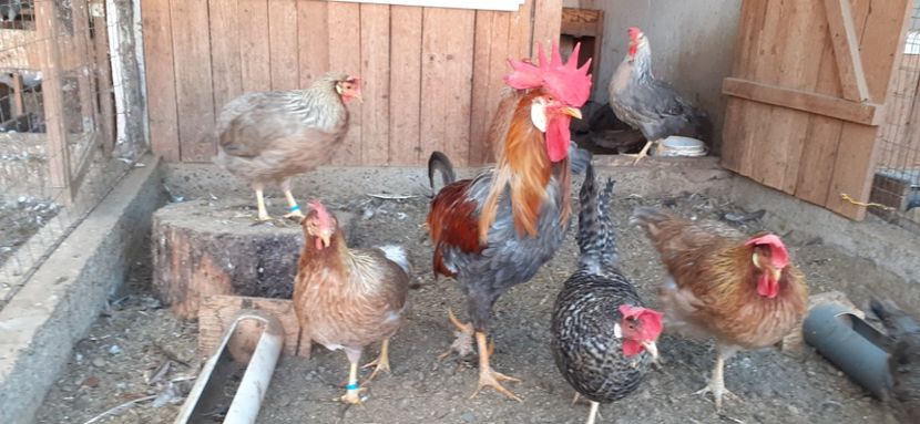  - Găini italiene de vanzare 2019 II