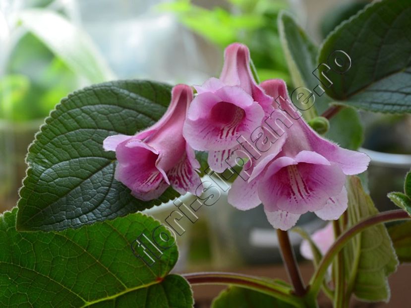 Sinningia Kevin Garnett - GLOXINIA _ SINNINGIA 2