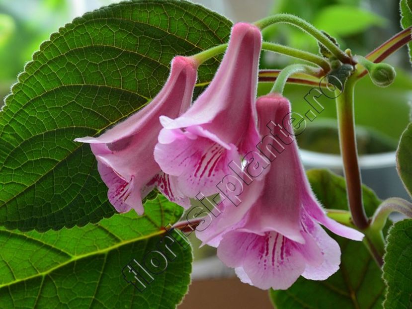 Sinningia Kevin Garnett - GLOXINIA _ SINNINGIA 2