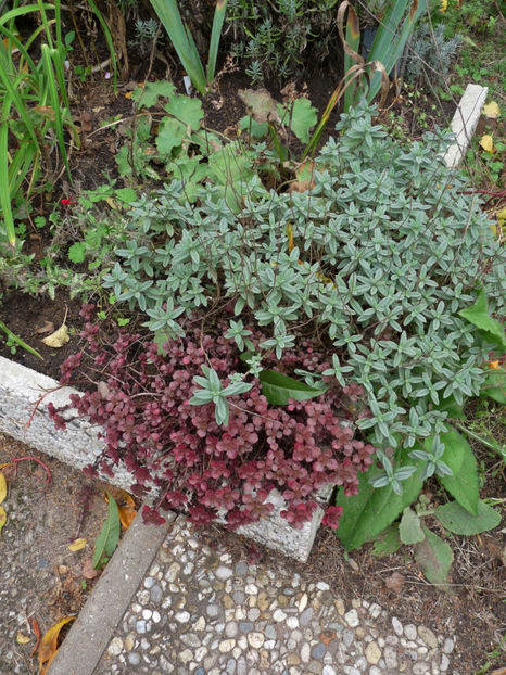  - 2019 - 03 - Toamna