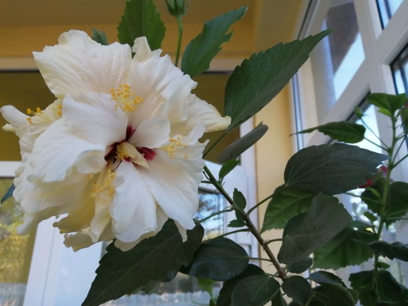  - Balsam pentru suflet