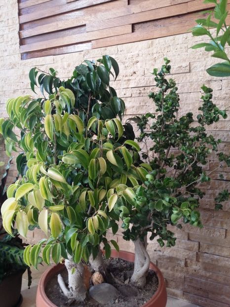  - plantutele mele
