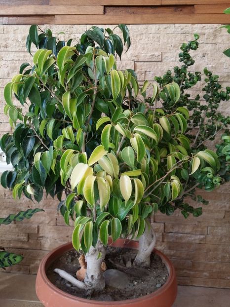  - plantutele mele