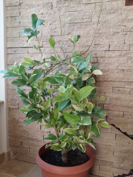  - plantutele mele