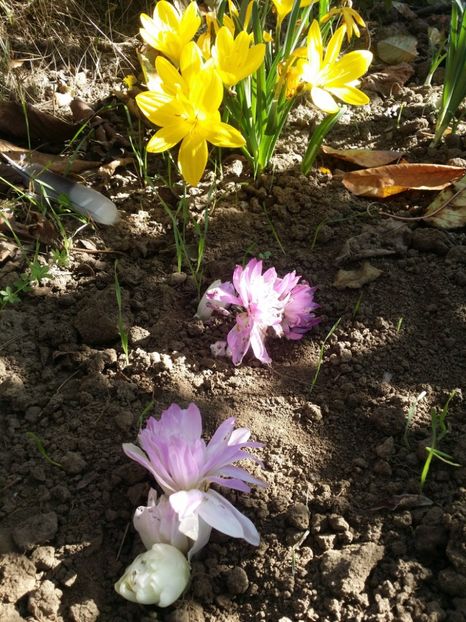  - curtea cu toate cele 2019