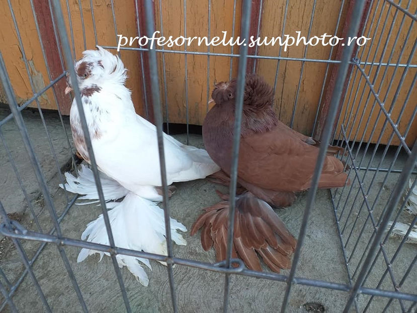 vânduti Adrian Brasov - Porumbei VÂNDUȚI