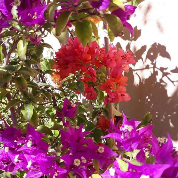  - Bougainvillea 2019-2020