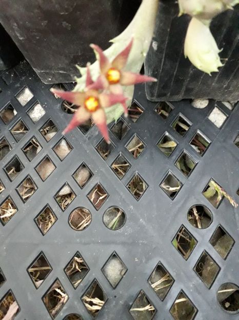 Piaranthus geminatus v foetidus - Stapeliade