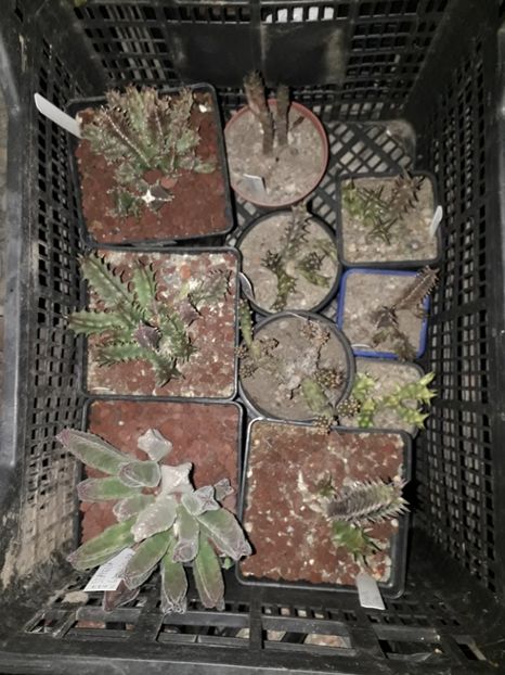 Stapeliade ladita 5 - Stapeliade