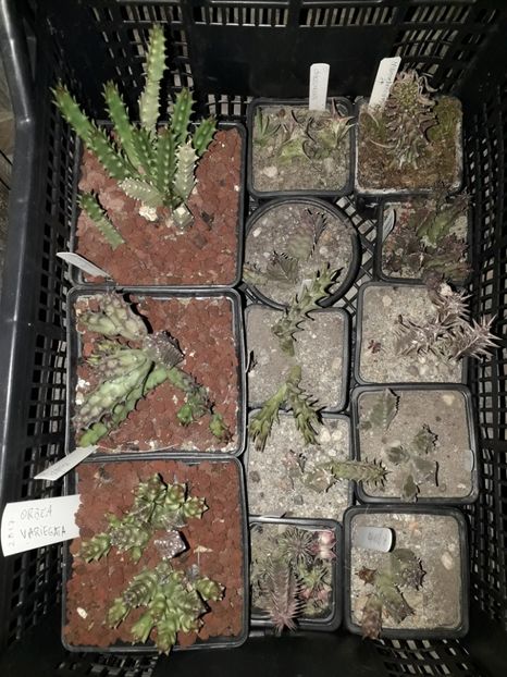 Stapeliade ladita 6 - Stapeliade