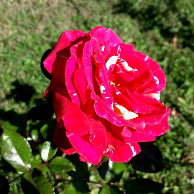  - TRANDAFIRI_2019_2020_2024