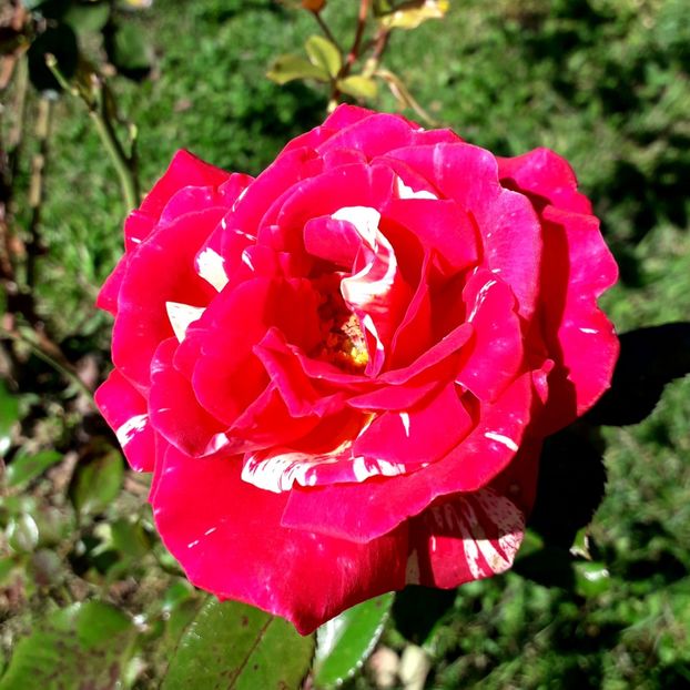  - TRANDAFIRI_2019_2020_2024